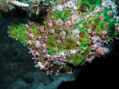 Bir Dev Kurbağa Balığı (Antennarius ticareti)       