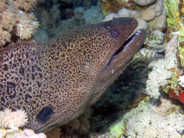 Dev Moray Yılanbalığı (Gymnothorax javanicus)