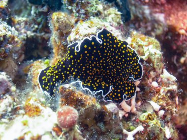 Altın Leke Flatworm (Thysanozoon nigropapillosum)