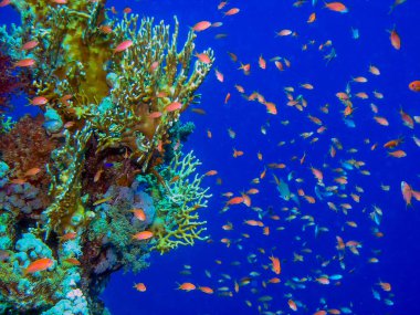 Kızıl Deniz 'de Altın Anthias (Pseudanthias squamipinnis)