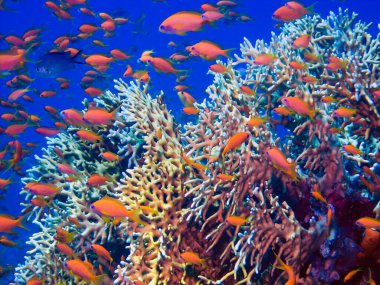Kızıl Deniz 'de Altın Anthias (Pseudanthias squamipinnis)