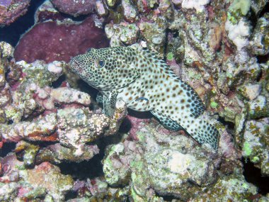 Yağlı Gruper (Epinephelus tauvina)