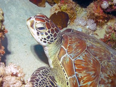 Şahin gagalı Kaplumbağa (Eretmochelys imbricata)