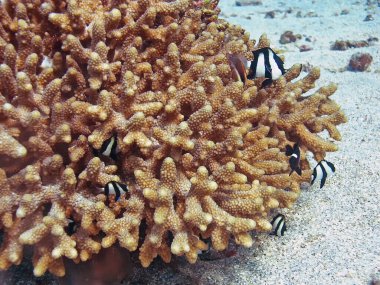 Humbug Damsels (Dascyllus aruanus)