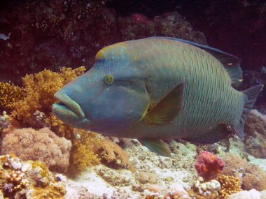 Napolyon Wrasse (Cheilinus undulatus)