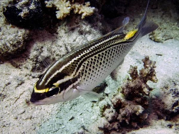 Brema Threadfin Árabe Scolopsis Ghanam —  Fotos de Stock