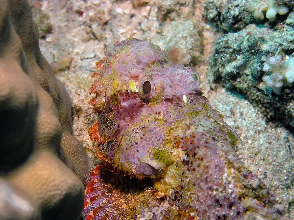 Primer Plano Pez Escorpión Barbudo Scorpaenopsis Barbata — Foto de Stock