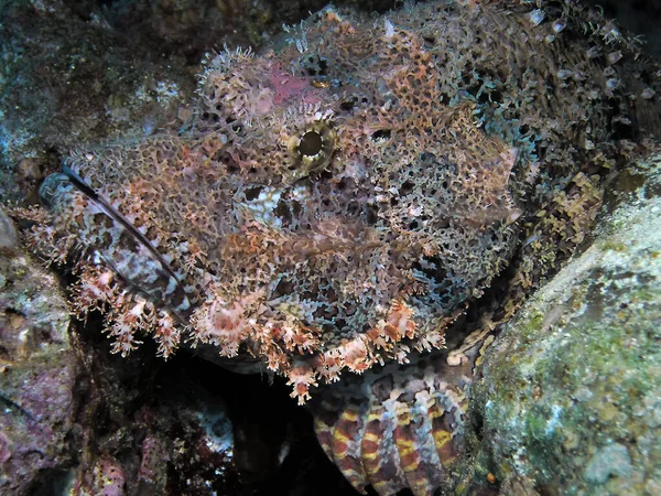 Close Scorpionfish Barbudo Scorpaenopsis Barbata — Fotografia de Stock