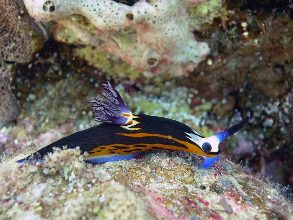 Colourful Bighorn Nembrotha Nembrotha Megalocera — Stock Photo, Image