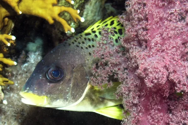 Czarne Sweetlips Plectorhinchus Gaterinus Morzu Czerwonym Egipt — Zdjęcie stockowe