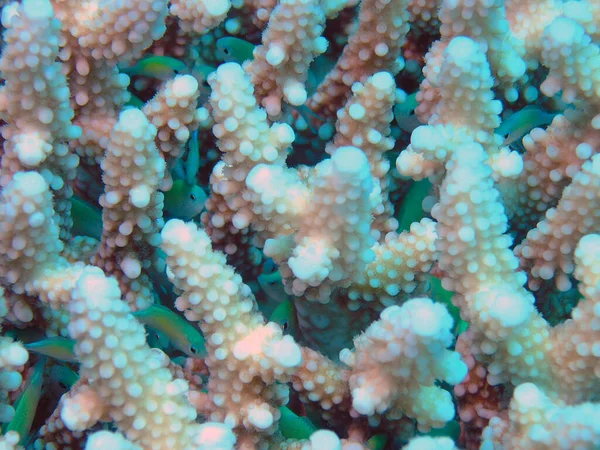 Niebieski Zielony Chromis Chromis Viridis — Zdjęcie stockowe