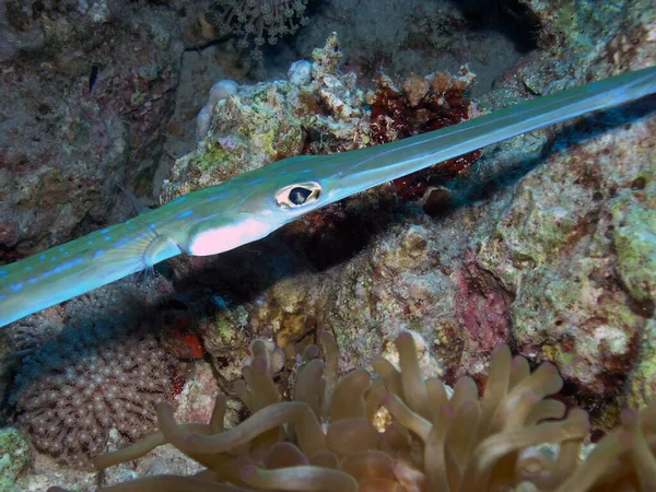 Bluespotted Cornetfish Fistularia Ticsonii — Stok fotoğraf