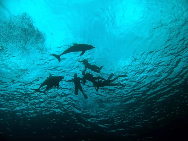 常见的瓶装海豚 Tursiops Truncatus — 图库照片