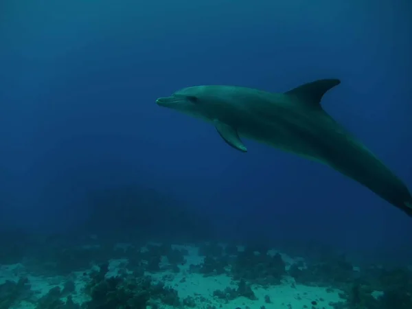 Delfín Nariz Botella Común Tursiops Truncatus — Foto de Stock