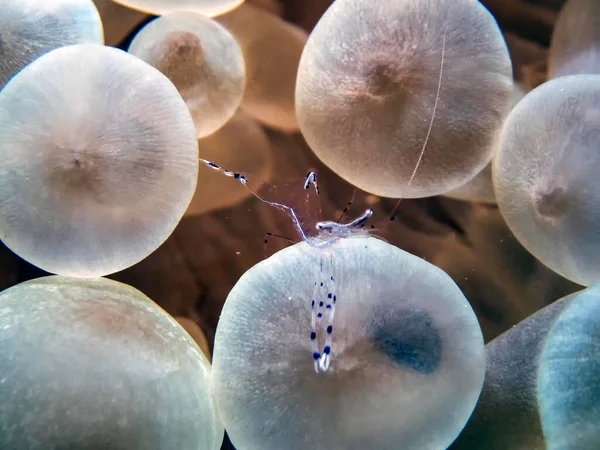 Parceiro Limpeza Bruun Camarão Urocaridella Antonbruunii — Fotografia de Stock