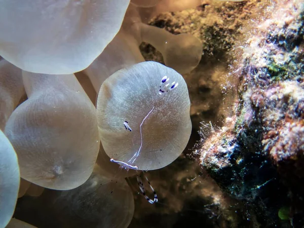 Compañero Limpieza Bruun Camarones Urocaridella Antonbruunii —  Fotos de Stock