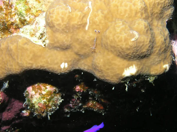 布鲁恩的清洁伙伴虾 Urocaridella Antonbruunii — 图库照片