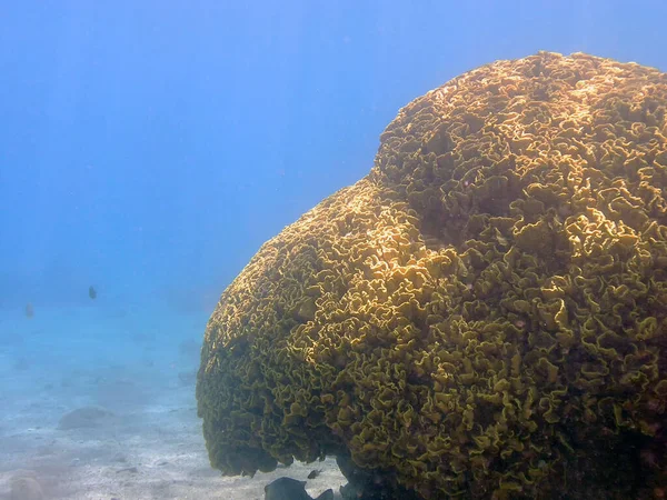 Koral Kapustny Turbinaria Reniformis — Zdjęcie stockowe