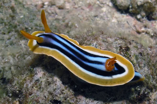 Nudibranch Pyjama Chromodoris Quadcolour Mar Vermelho — Fotografia de Stock