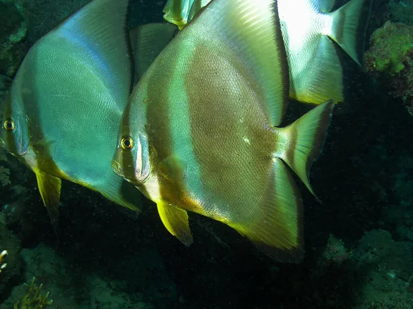 Okrągły Batfish Platax Orbicularis Morzu Czerwonym — Zdjęcie stockowe