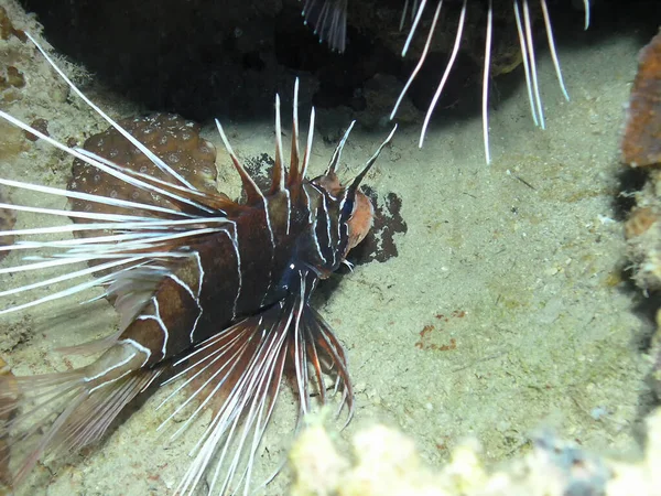 紅海のクリアフィン ライオンフィッシュ Pterois Radiata — ストック写真