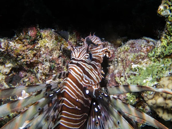 Lionfish Comum Pterois Volitans Mar Vermelho — Fotografia de Stock