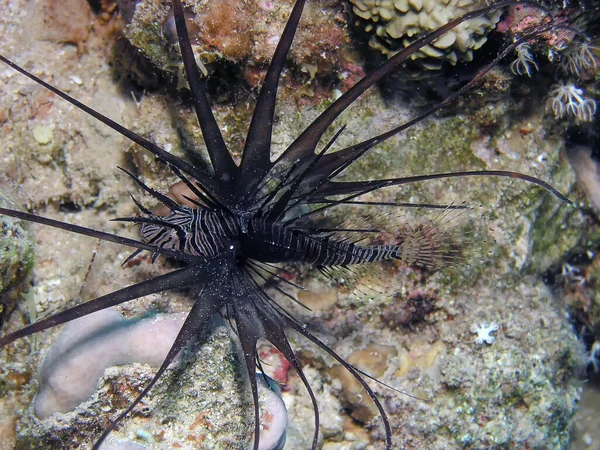 Pez León Común Juvenil Pterois Volitans Mar Rojo — Foto de Stock