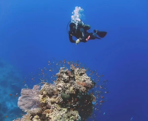 Korallrev Röda Havet Egypten — Stockfoto