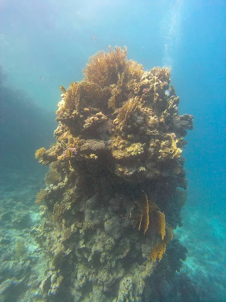 Barriere Coralline Nel Mar Rosso Egitto — Foto Stock