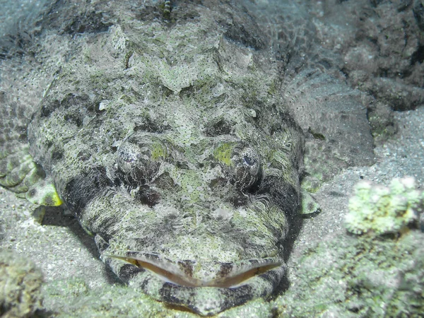 Krokodilfisk Papilloculiceps Longiceps Röda Havet — Stockfoto