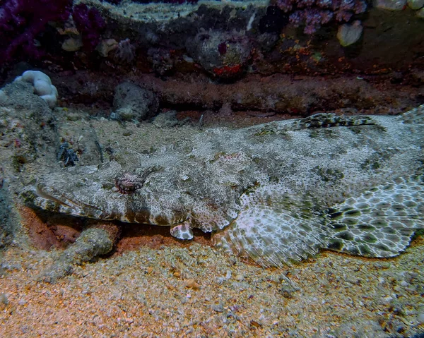 Seekor Crocodilefish Papilloculiceps Longiceps Laut Merah — Stok Foto