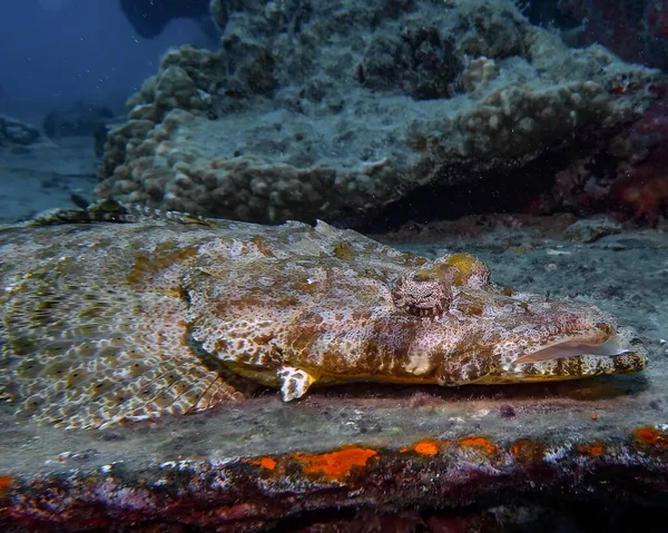紅海のクロコダイル類 Papilloculiceps Longiceps — ストック写真