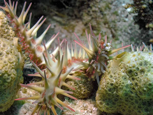 Coroa Espinhos Acanthaster Planci — Fotografia de Stock