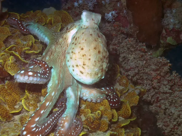 Día Pulpo Octopus Cyanea — Foto de Stock