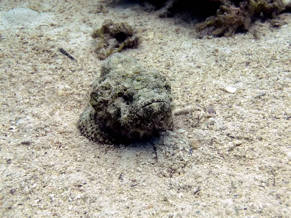 Diabeł Scorpionfish Scorpaenopsis Diabolus Morzu Czerwonym — Zdjęcie stockowe