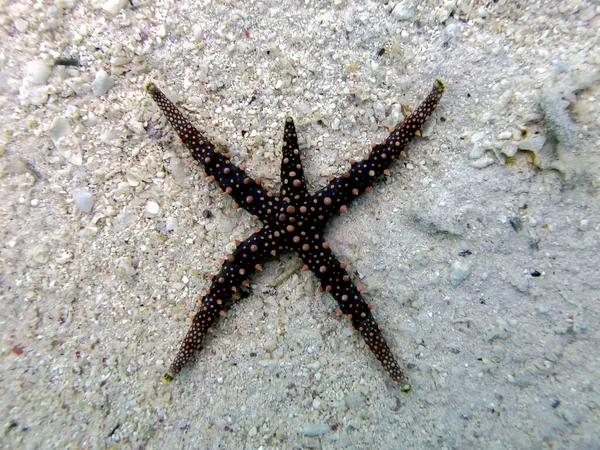 Egyptian Sea Star (Gomophia egyptiaca)