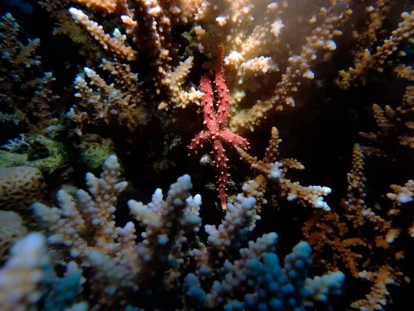 Estrela Mar Egípcio Gomophia Egyptiaca — Fotografia de Stock