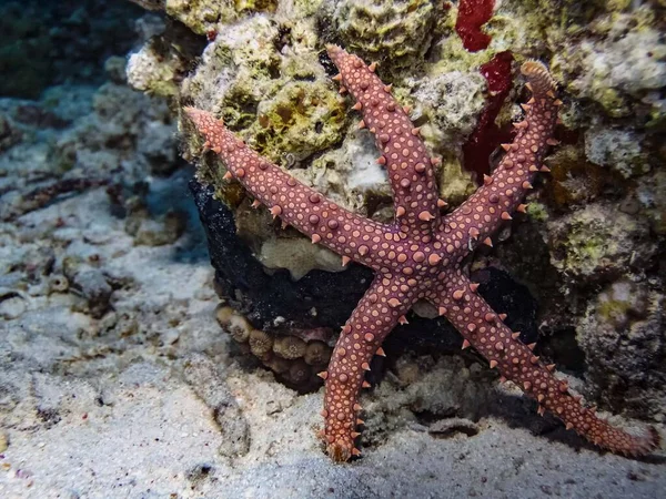 Estrela Mar Egípcio Gomophia Egyptiaca — Fotografia de Stock