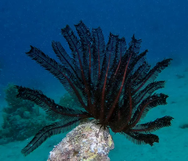 Estrella Plumas Crinoidea Mar Rojo —  Fotos de Stock