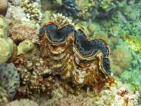 Fluted Giant Clam Тридакна Сквомб — стоковое фото