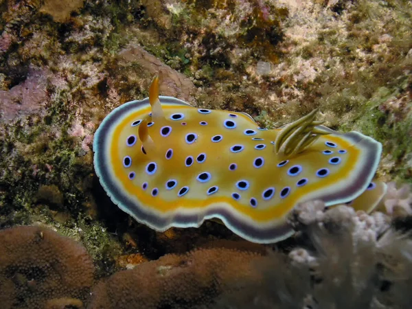 Ślimak Morski Goniobranchus Geminus — Zdjęcie stockowe