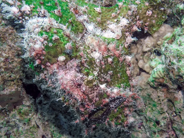 Een Giant Frogfish Antennarius Commerson — Stockfoto