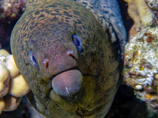 Dev Moray Yılanbalığı Gymnothorax Javanicus — Stok fotoğraf