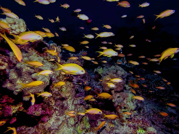 Antias Douradas Pseudanthias Squamipinnis Mar Vermelho — Fotografia de Stock