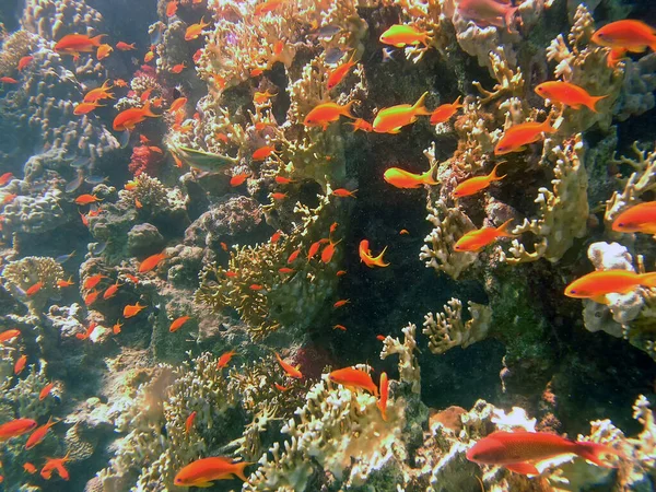 Anthias Dorato Pseudanthias Squamipinnis Nel Mar Rosso — Foto Stock