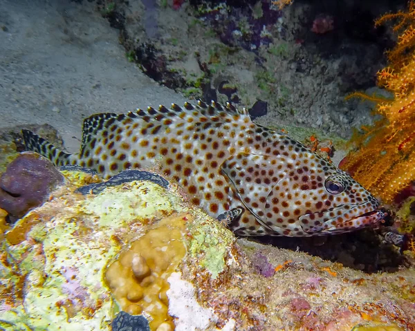 Grupę Tłuszczową Epinephelus Tauvina — Zdjęcie stockowe