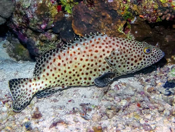 Tučňák Americký Epinephelus Tauvina — Stock fotografie