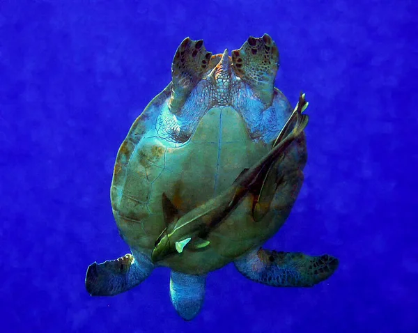 アオウミガメ チェロニア ミダス — ストック写真