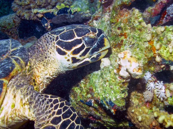 Tartaruga Falco Eretmochelys Imbricata — Foto Stock