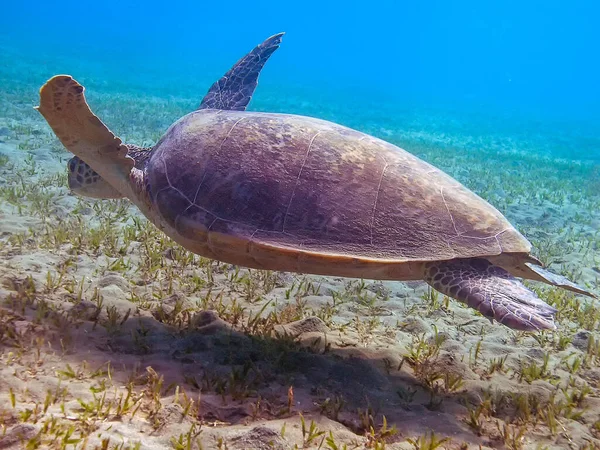 Зеленая Черепаха Chelonia Mydas — стоковое фото